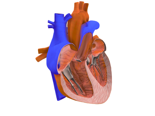 跳动的心脏 Beating-heart