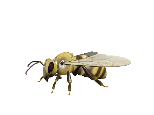小蜜蜂-Bee