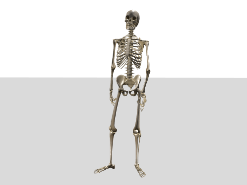 好奇的骨架-Curious-skeleton