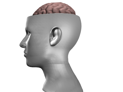 Brain-In-Head 大脑和头颅