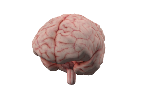 Brain-大脑模型